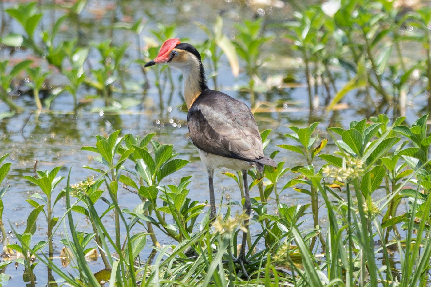 Comb-crested Jacana, Yellow Water Billabong, NT
