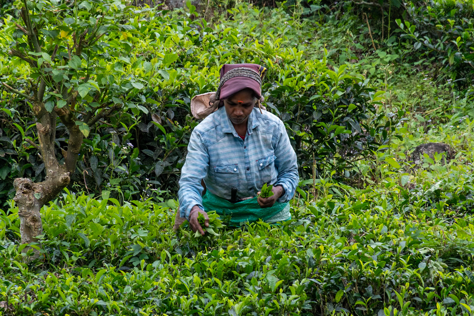 Tea picker, en route to Sinharaja