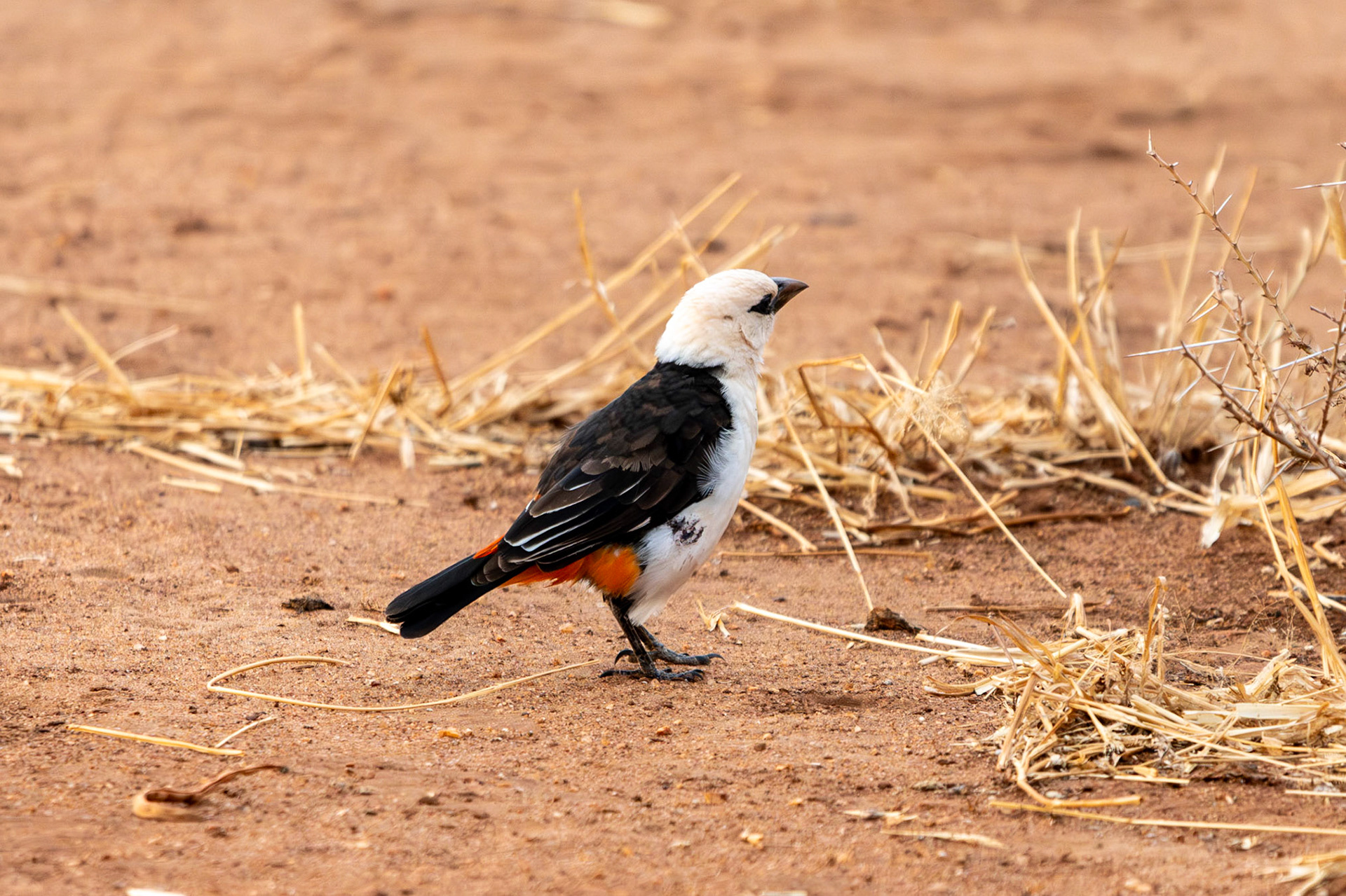 White-headed Buffalo Weaver, Tarangire National Park
