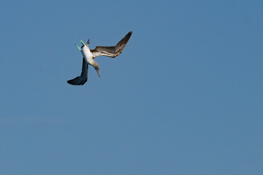 Blue-Footed Booby, Espanola, Galapagos, Ecuador