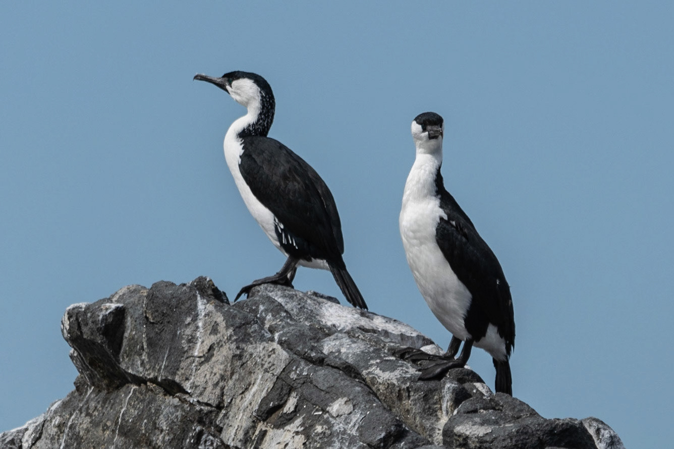 Pied Cormorants, Bruny Island, Tas