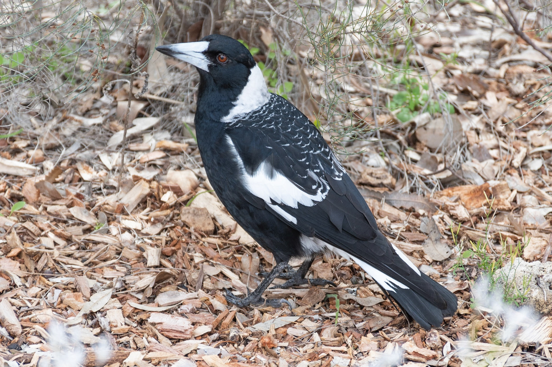Australian Magpie, Perth, WA