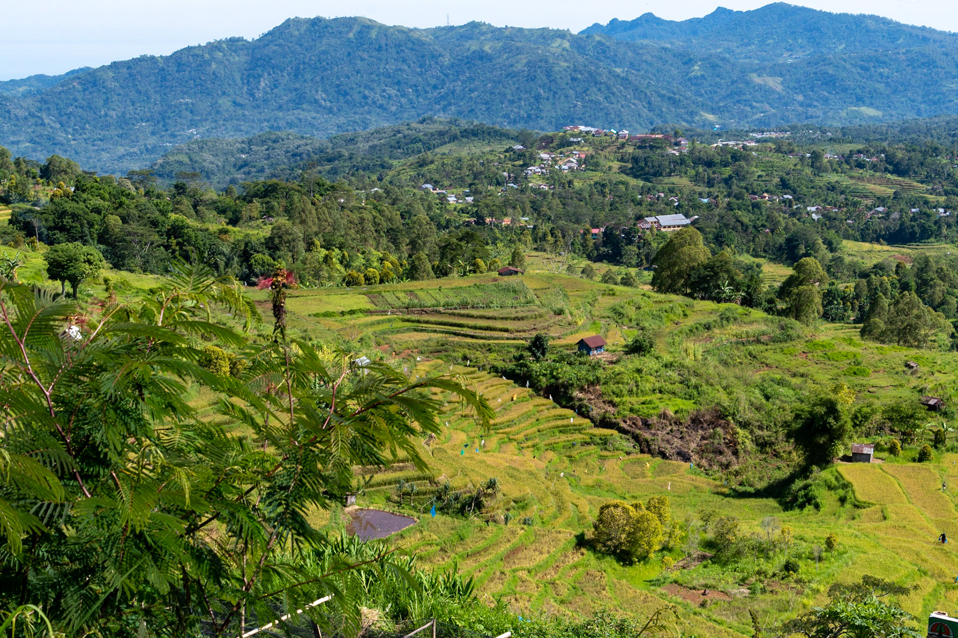 View over padi terraces, Ruteng