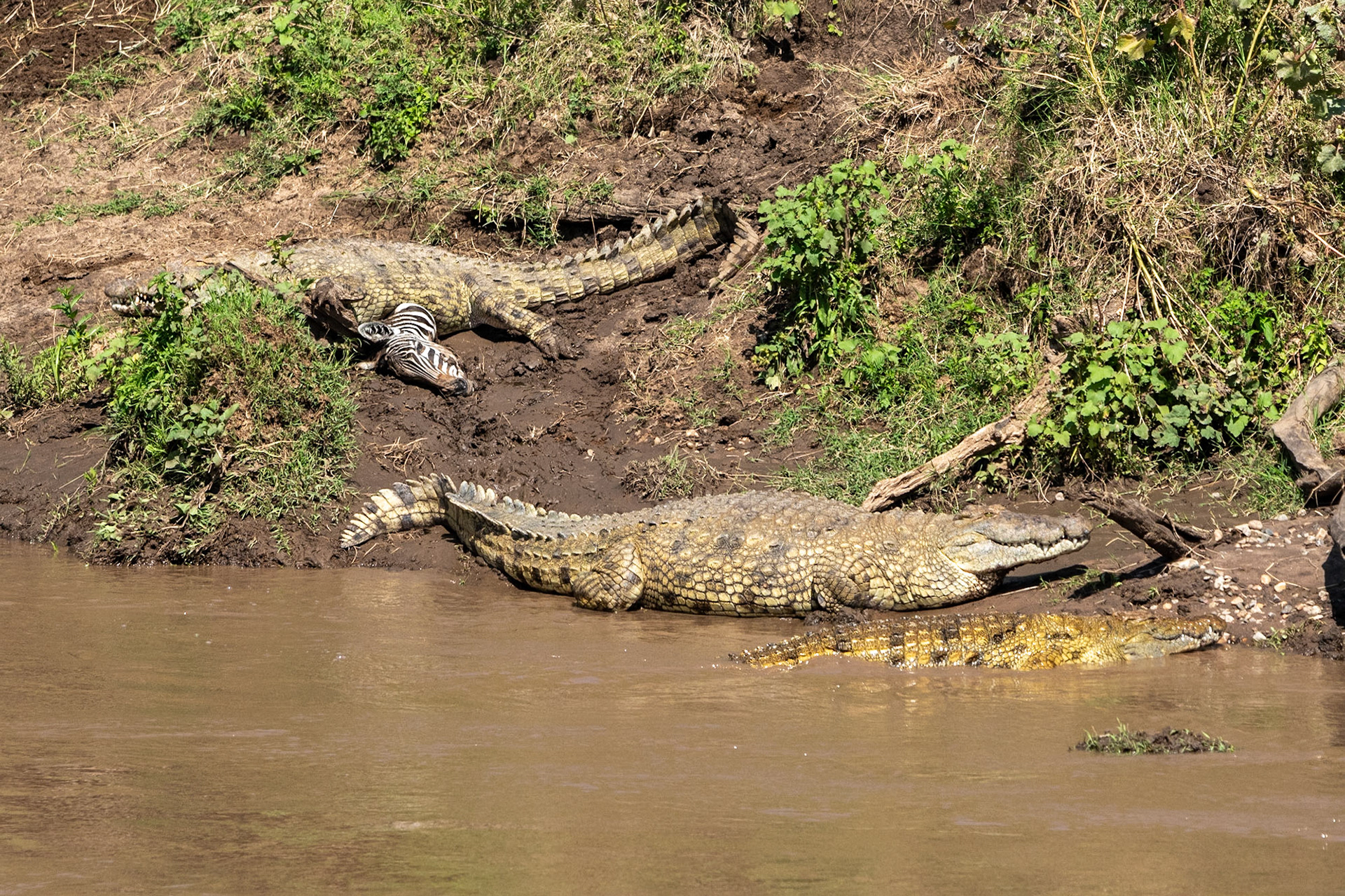 Crocodiles, Maasai Mara