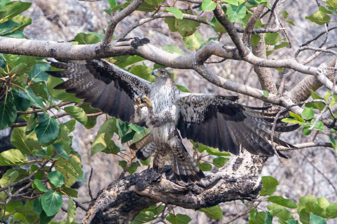 Bonelli's Eagle, Tawi Atair