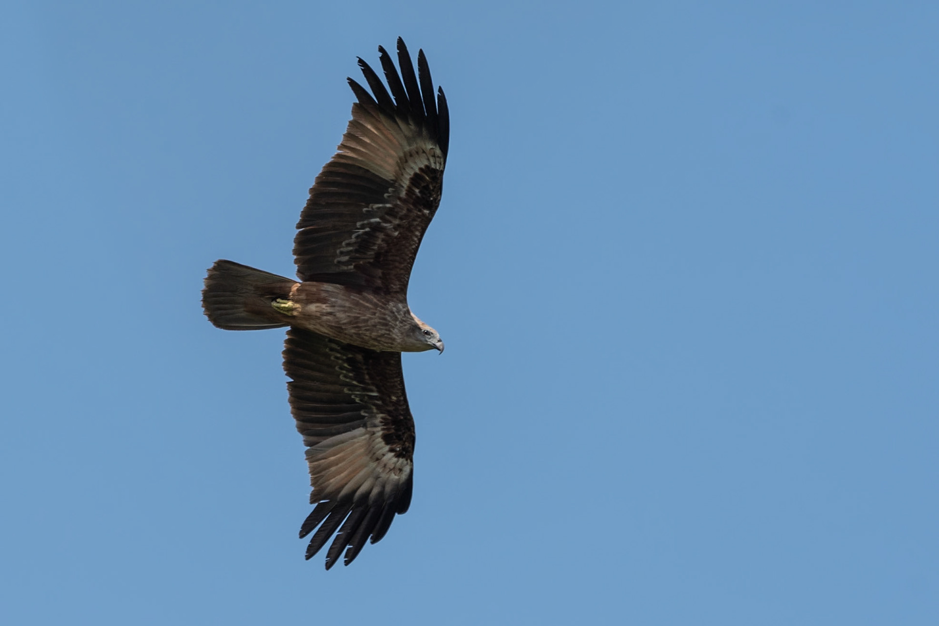 Brahminy Kite, Backwaters, Alleppey