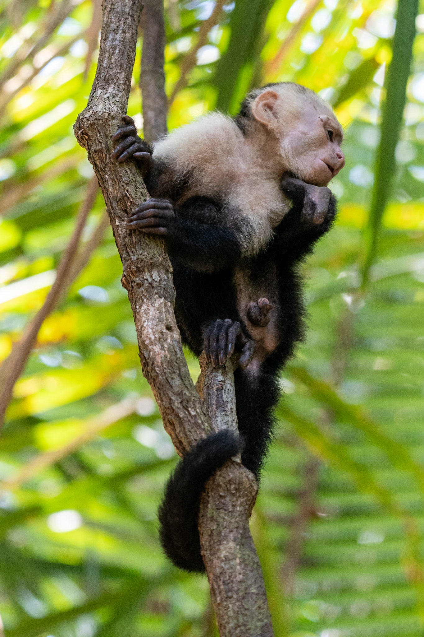 Panamanian White-faced Capuchin, Manuel Antonio, Costa Rica