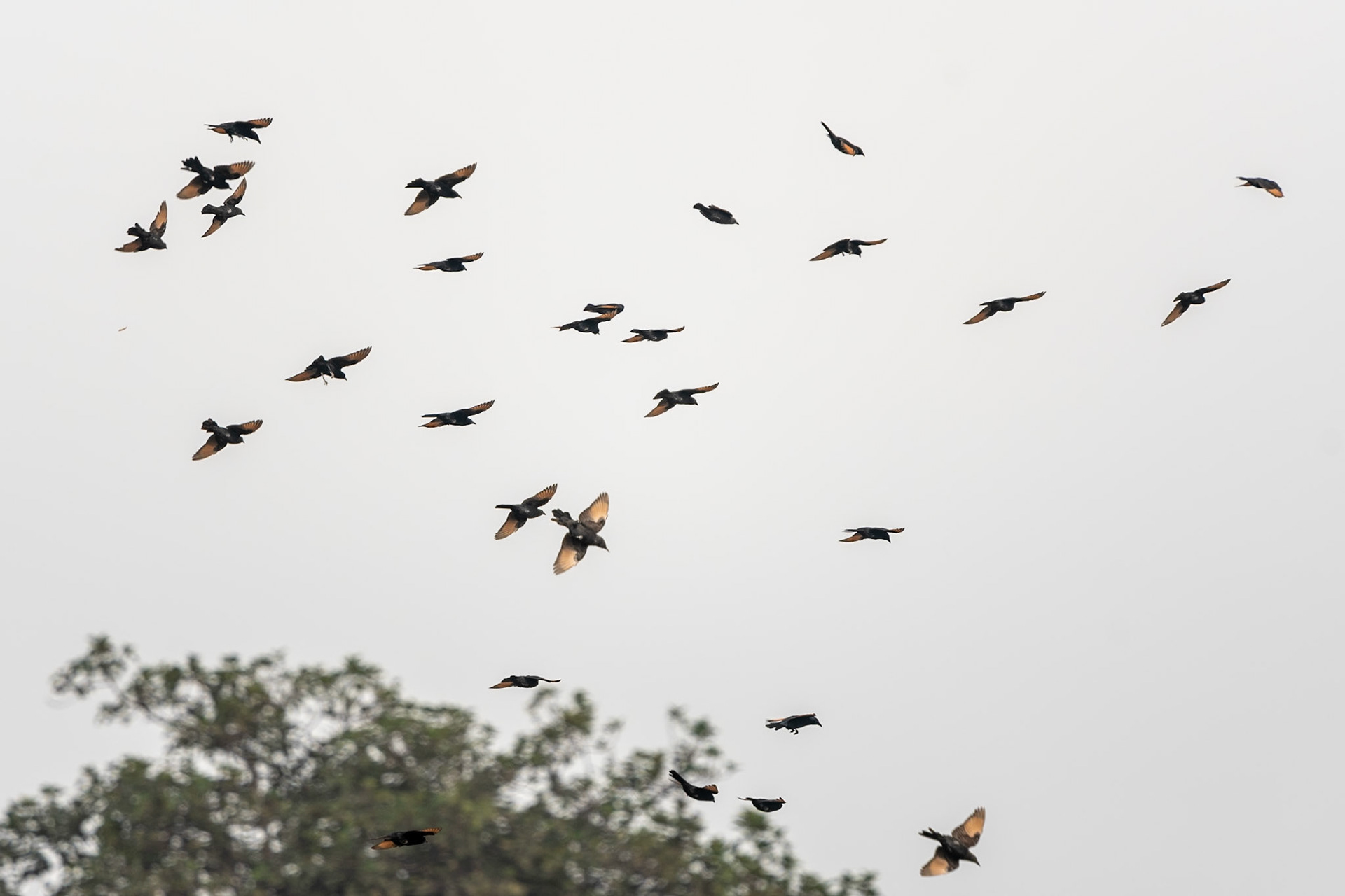 Tristram's Starlings, Tawi Atair