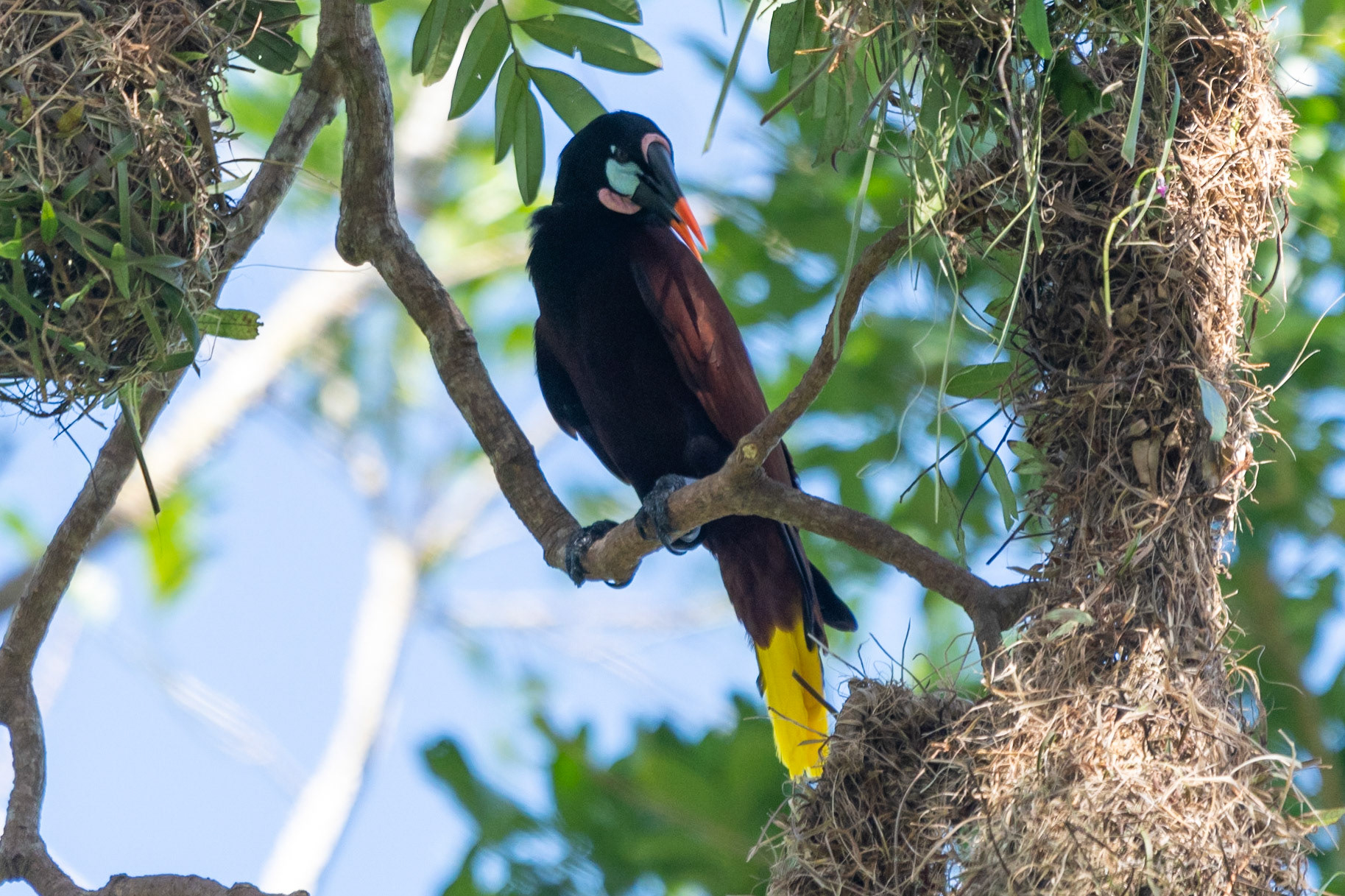 Montezuma Oropendola, Tortuguero