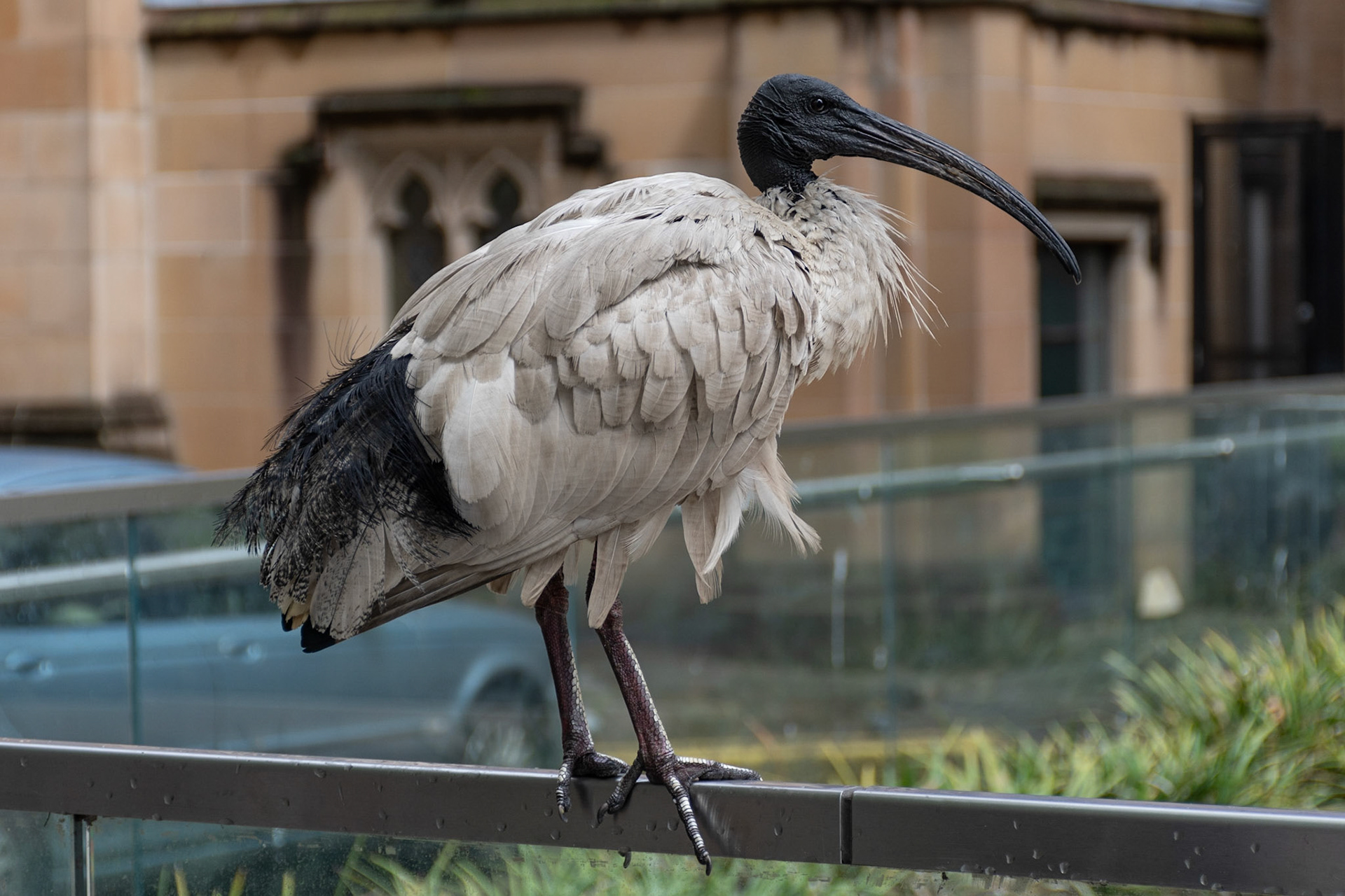 Australian White Ibis, Sydney, NSW