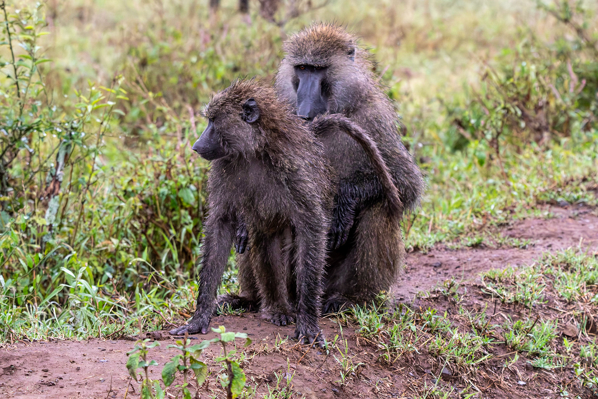 Baboons, Lake Nakuru National Park, Kenya
