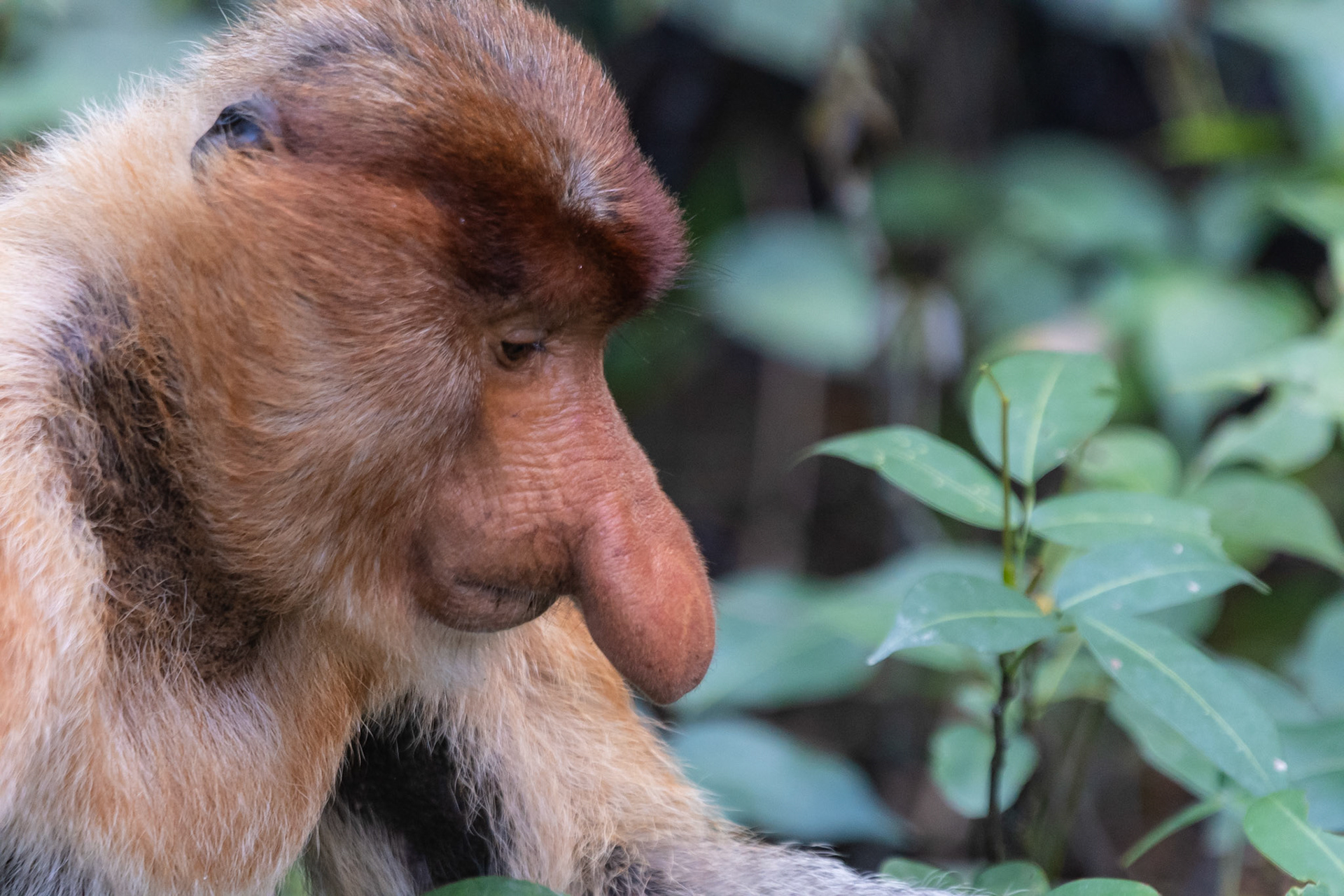Proboscis Monkey, Bako National Park, Malaysia