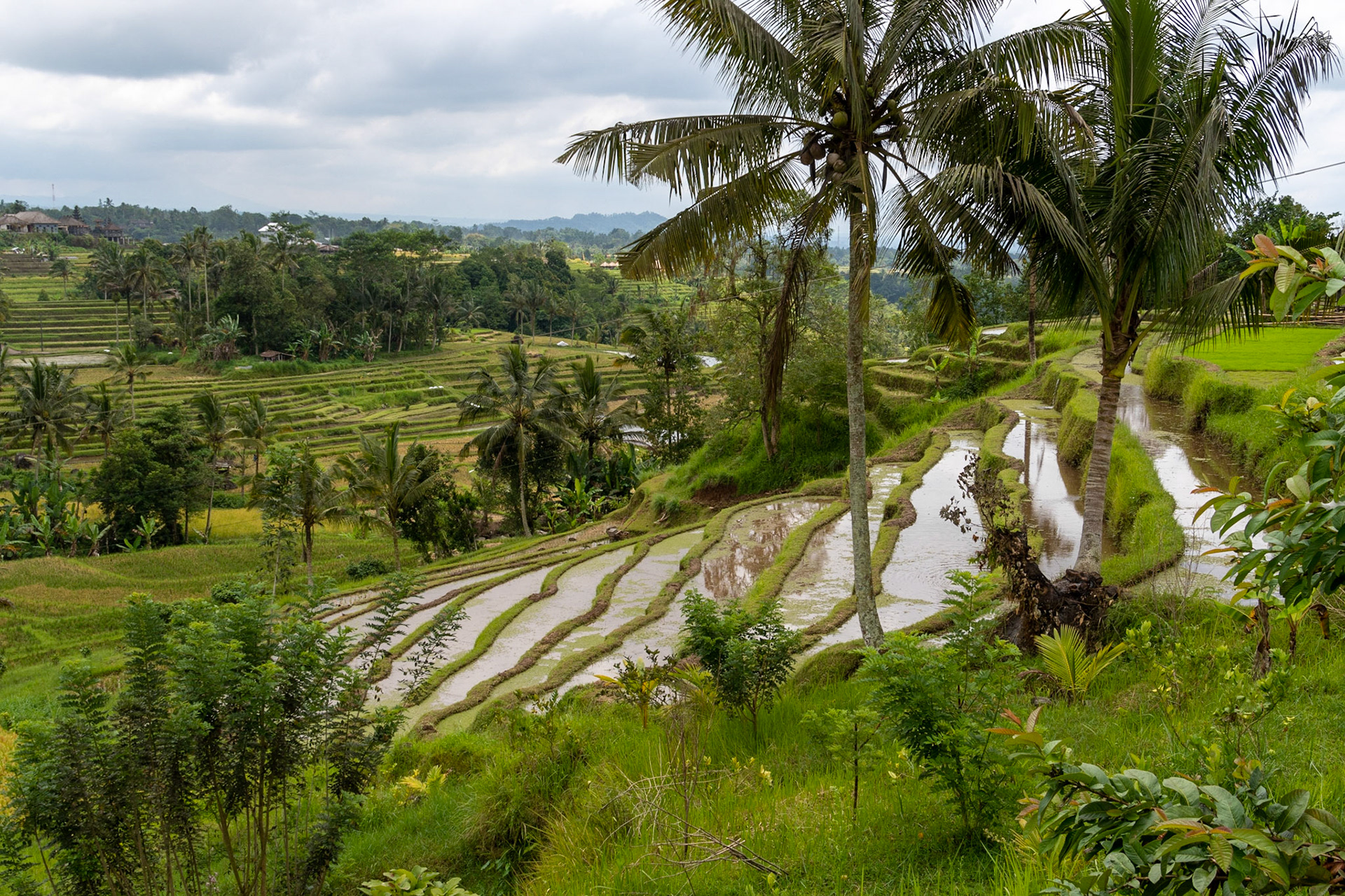 Padi terraces, Jatiluwih
