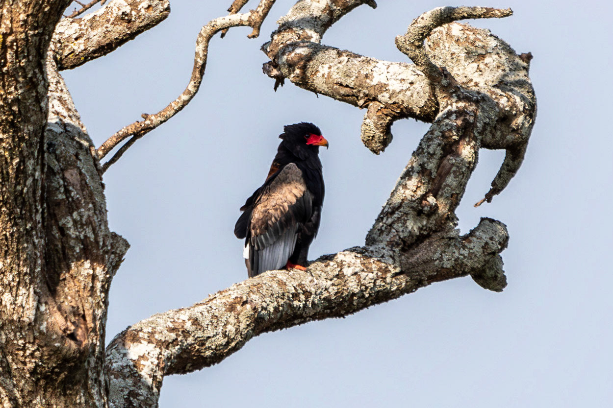 Bateleur, Serengeti