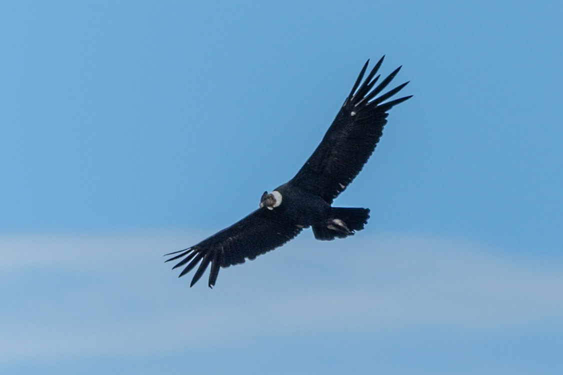 Andean Condor, Torres del Paine NP