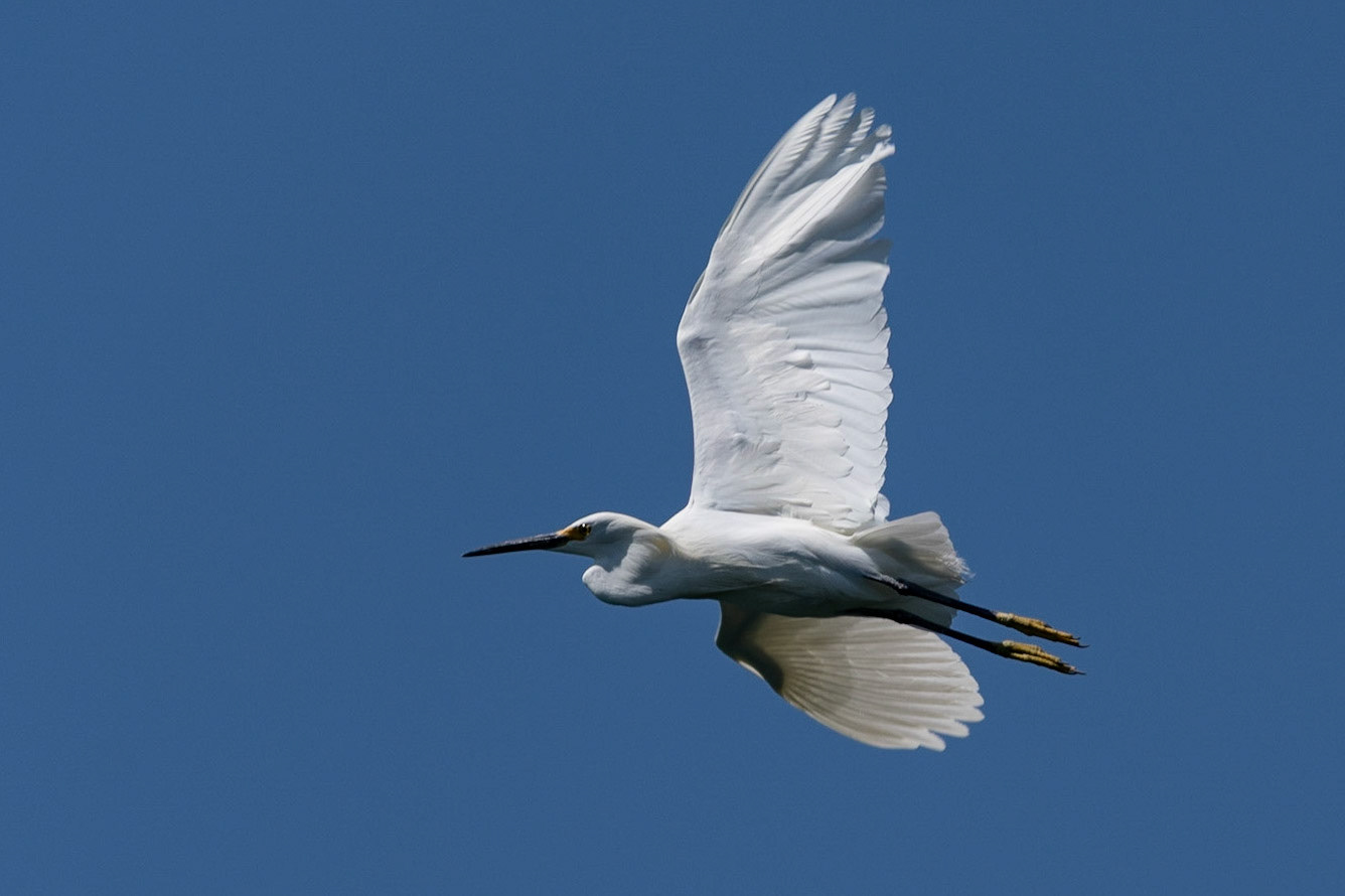 Snowy Egret in flight, Sumidero Canyon, Mexico
