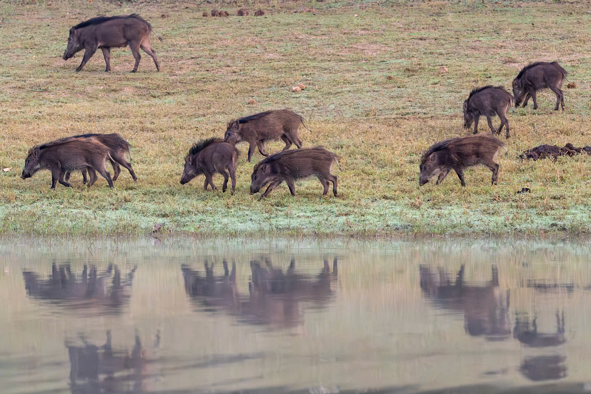 Wild Boar, Nagarahole, India