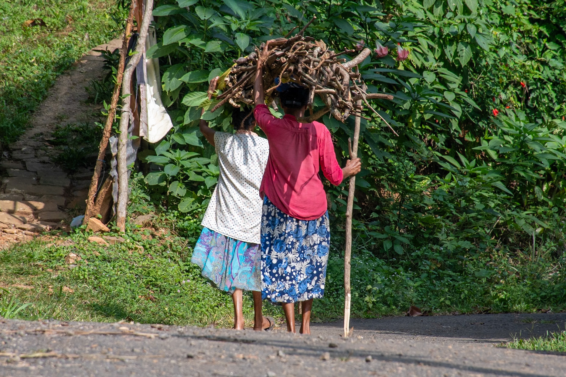Carrying firewood, Narampanawa, Digana, Sri Lanka