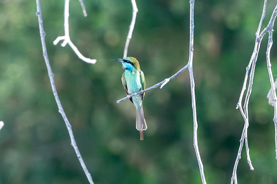 Arabian Green Bee-eater, Qurum, Muscat