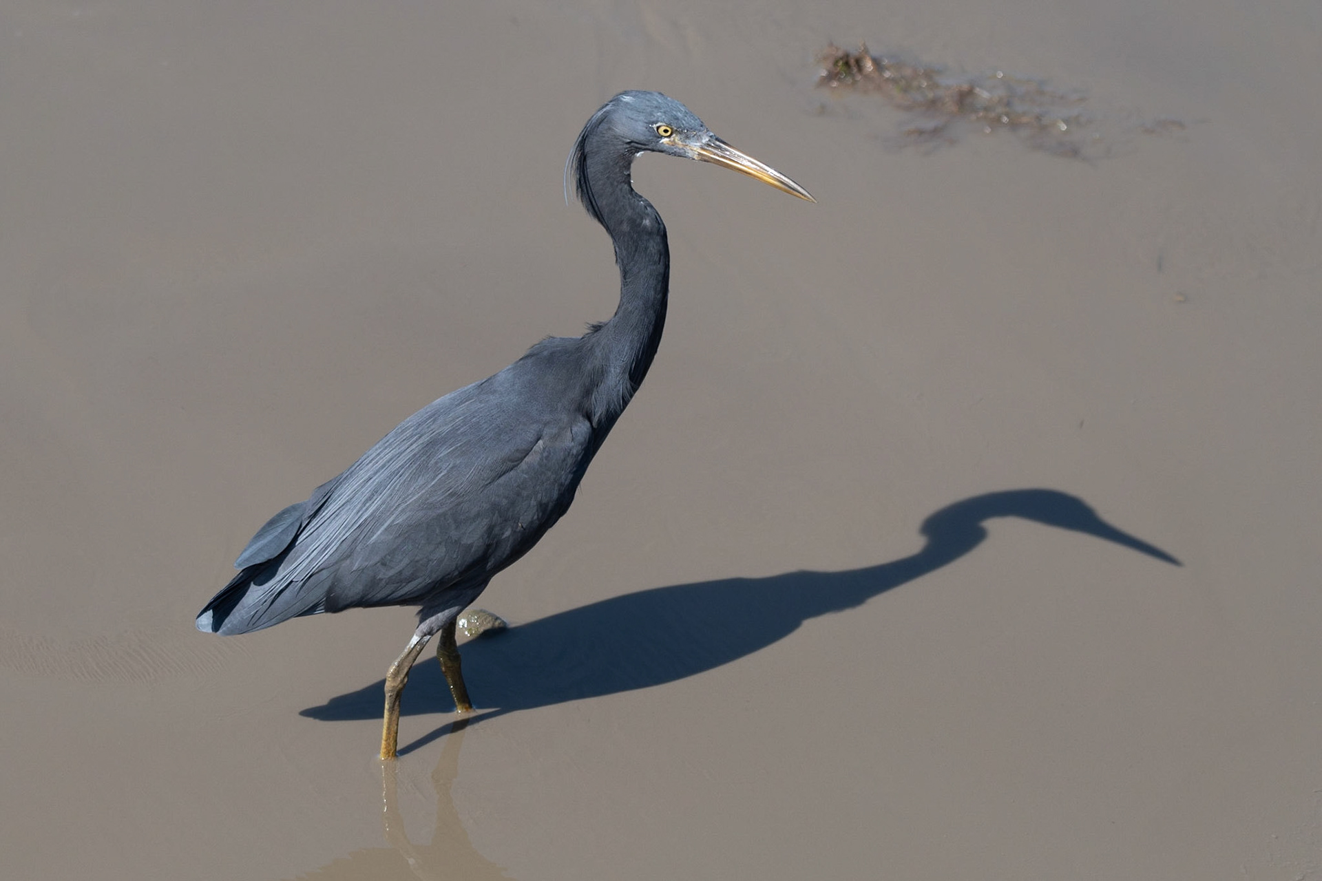 Reef Heron, Cairns, Qld