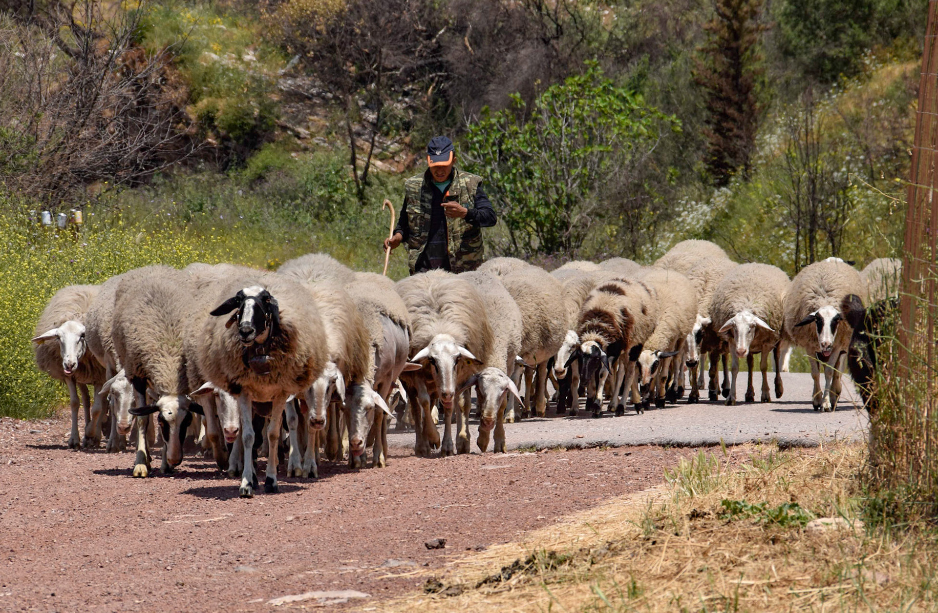 Shepherd with flock, Ancient Messene, Greece