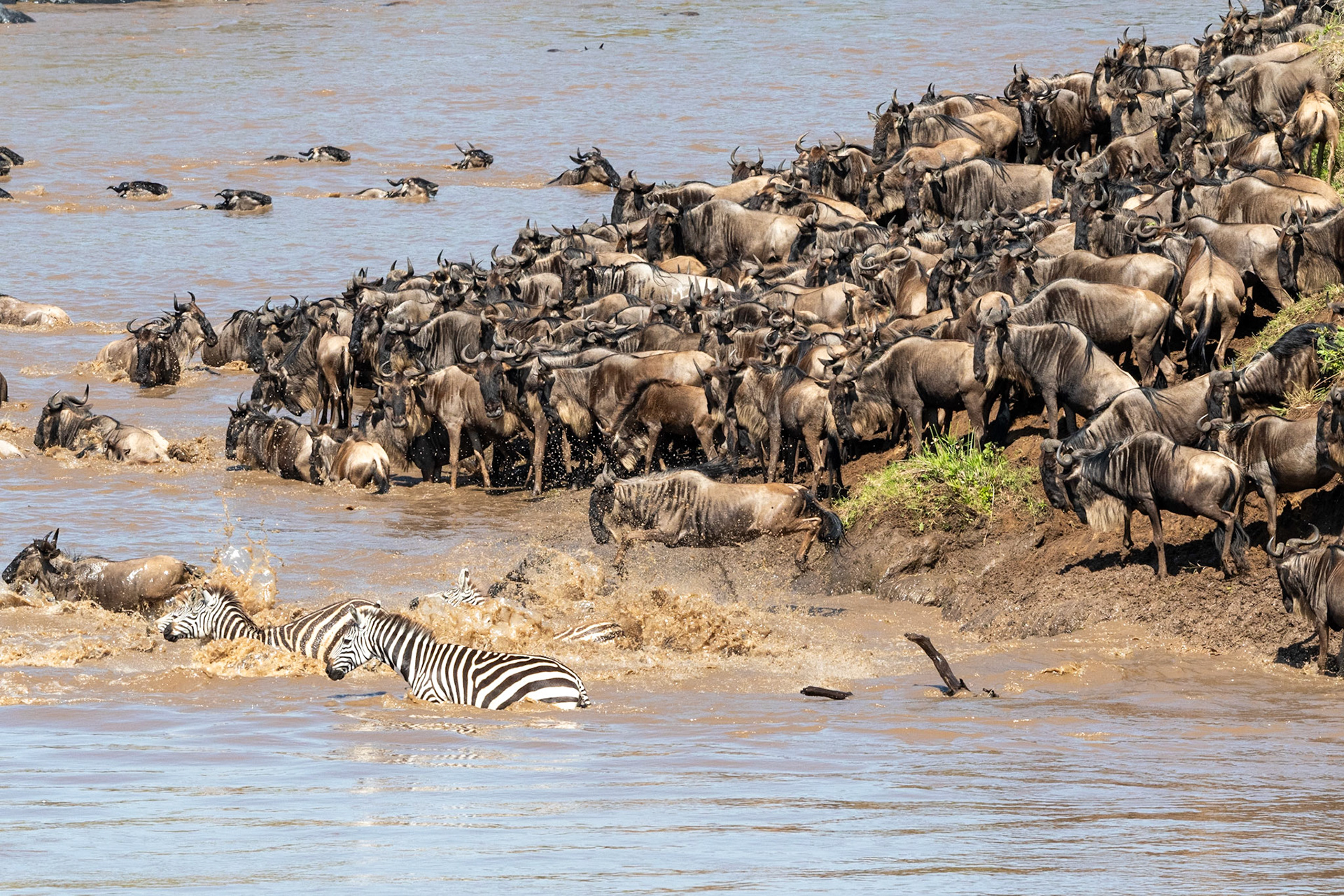 Wildebeests and Zebra crossing Mara River, Maasai Mara