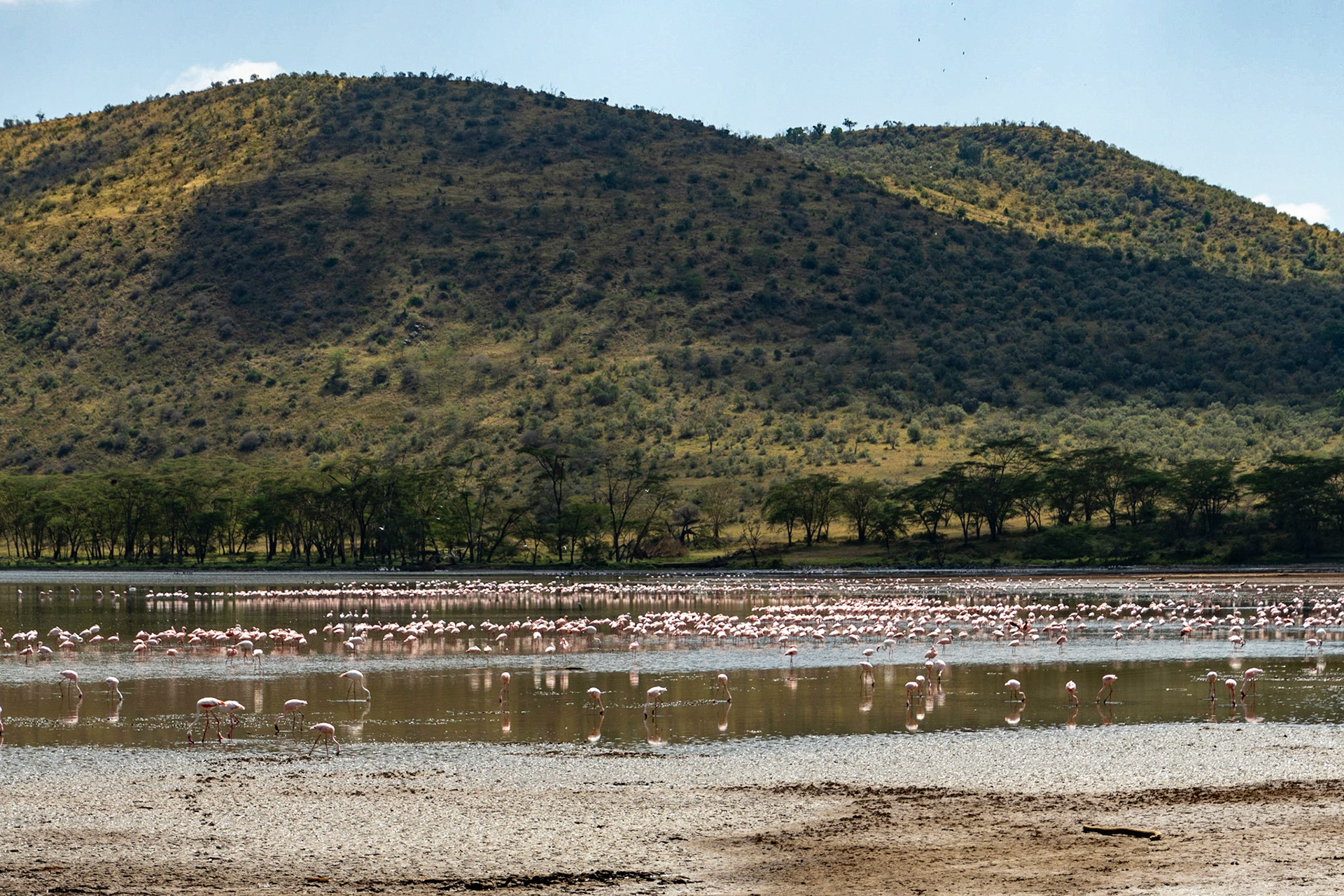 Greater and Lesser Flamingoes, Lake Nakuru National Park