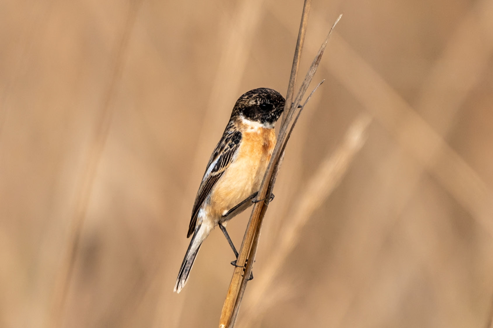 White-throated Bushchat (m), Bandhavgarh