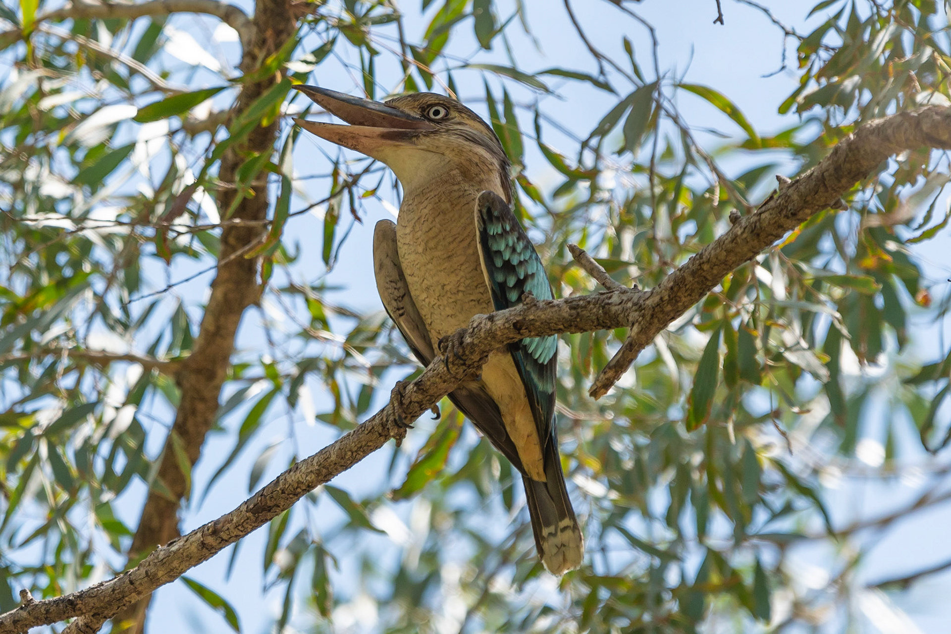 Blue-winged Kookaburra, Katherine Gorge, NT
