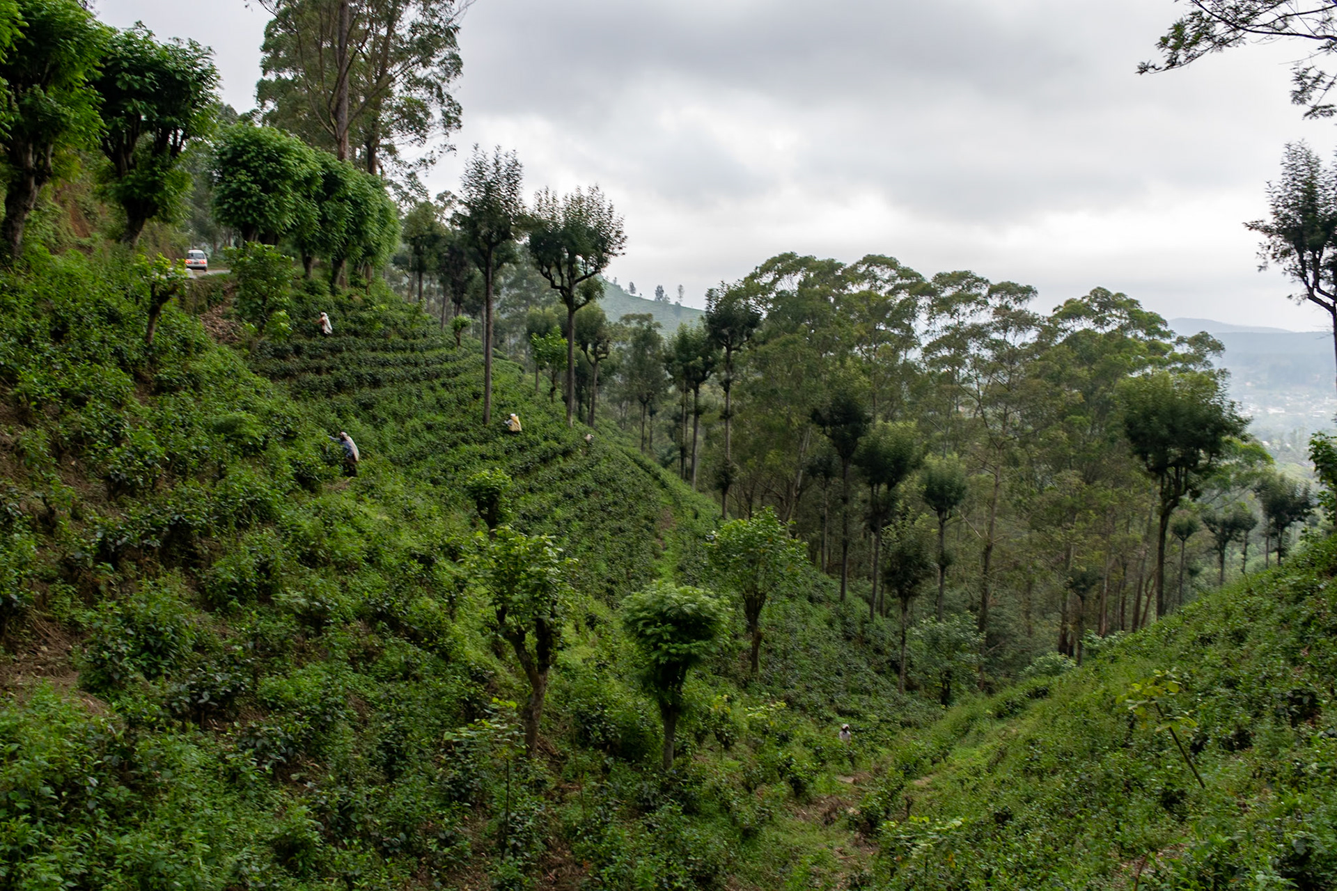 Tea pickers, en route to Sinharaja