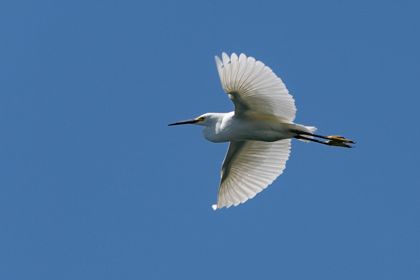 Snowy Egret in flight, Sumidero Canyon, Mexico