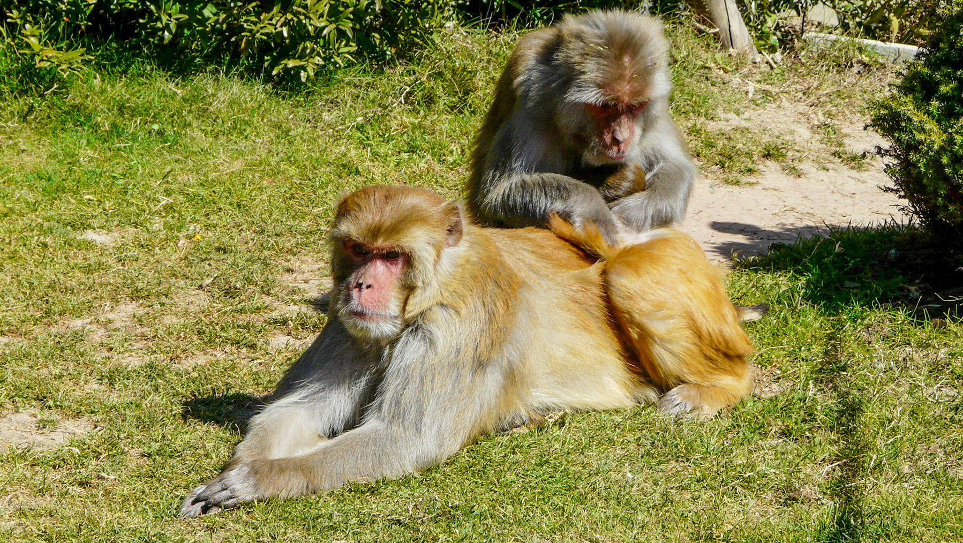 Rhesus macaques, Shri Hanuman Mandir Jakhoo temple, Shimla, India