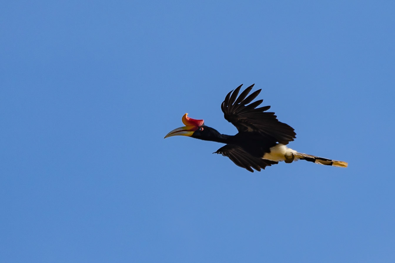 Rhinocerous Hornbill, Kinabatangan River, Sabah, East Malaysia