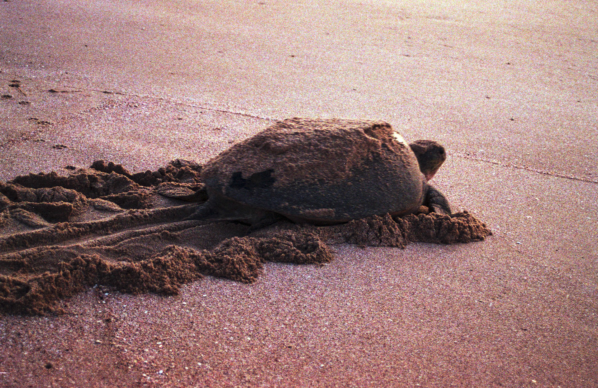 Green turtle returning to sea, Ras Al Junayz