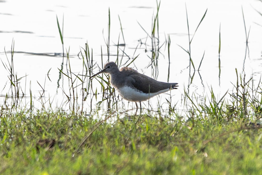 Green Sandpiper, Nagarahole