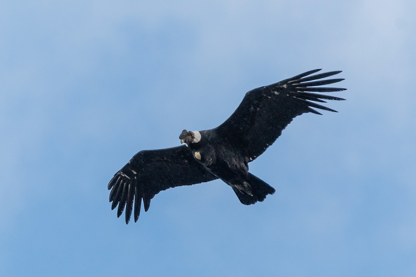 Andean Condor, Torres del Paine NP