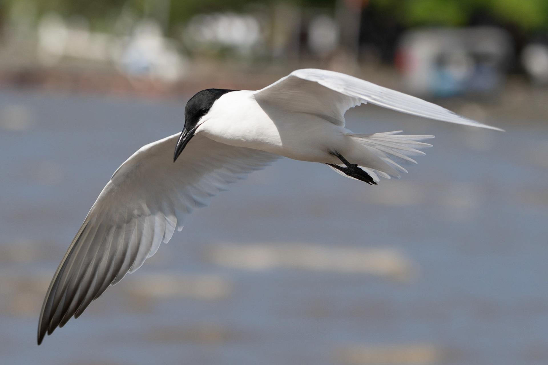 Gull-billed Tern, Cairns, Queensland, Australia