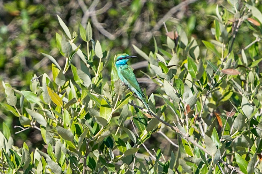 Arabian Green Bee-eater, Qurum, Muscat