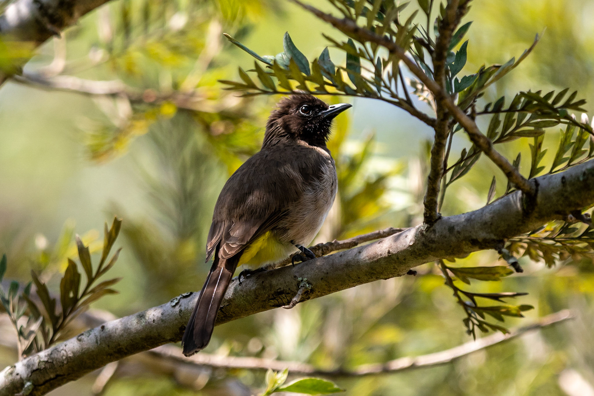 Dark-capped Bulbul, Zebra Plains Mara Camp