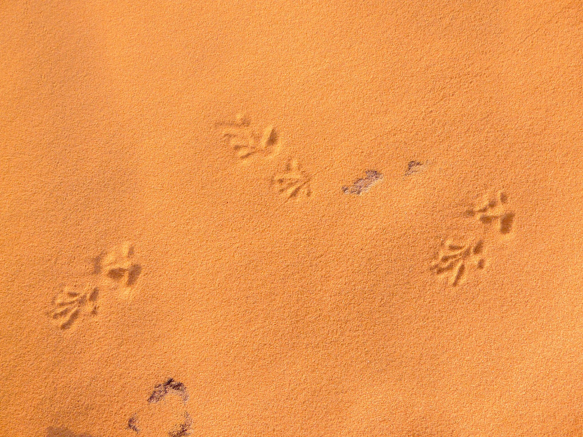 Animal tracks, Camp 2, Southern Akakus
