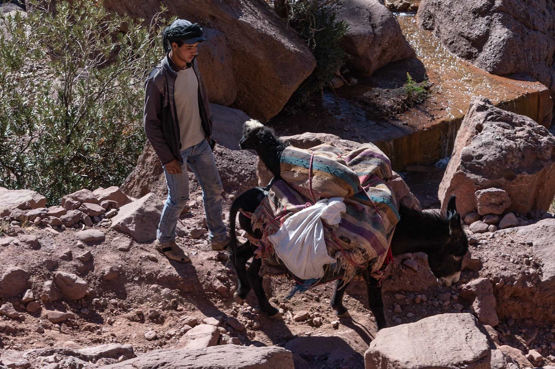 Man with goat on donkey, near Tighza, Morocco