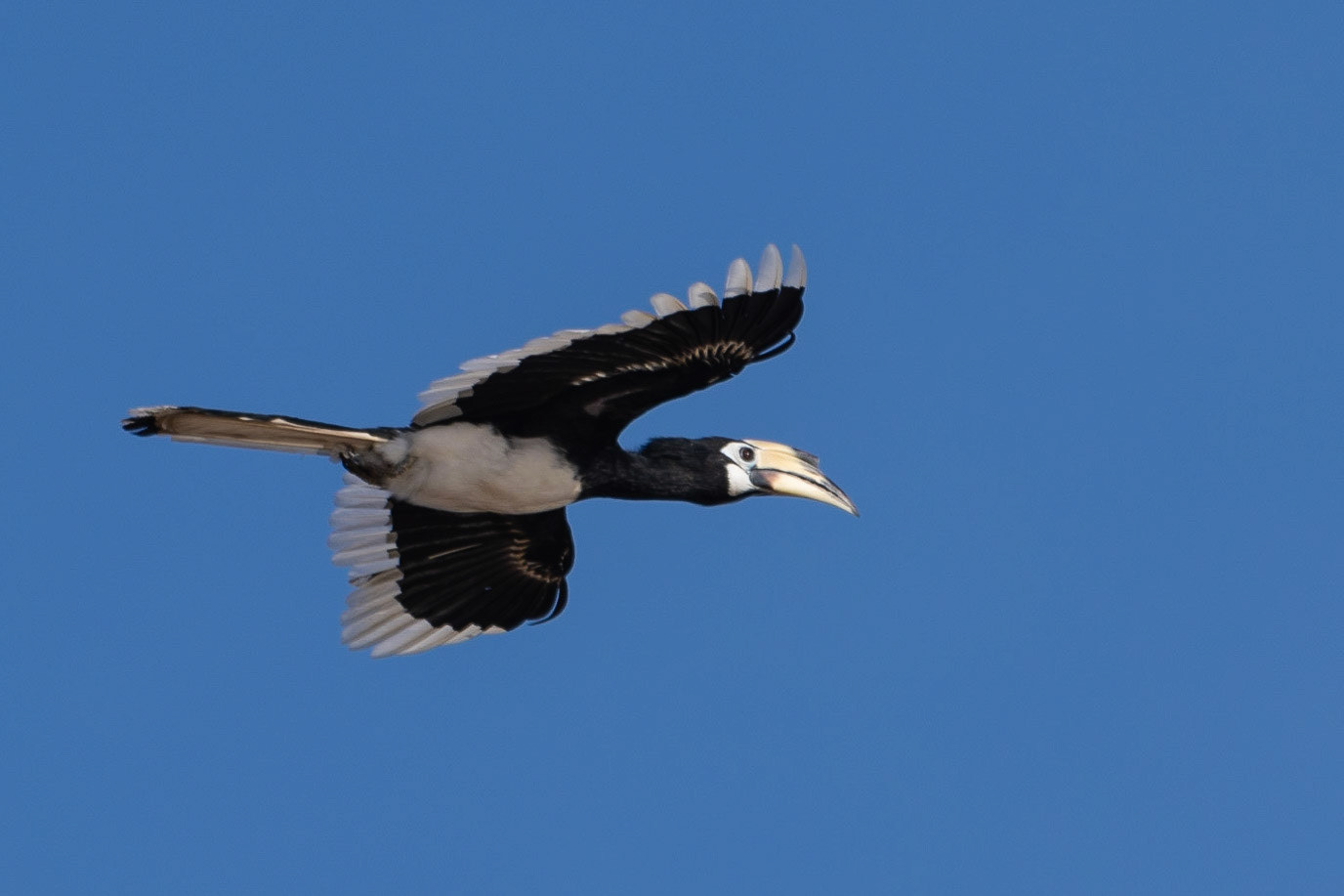 Oriental Pied Hornbill, Kinabatangan River, Sabah, East Malaysia