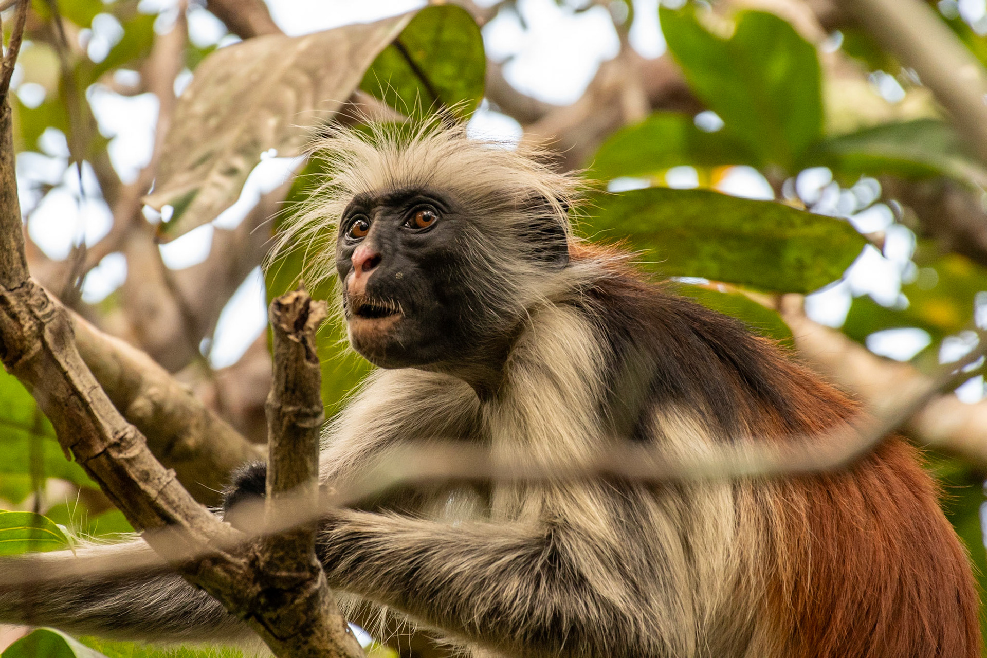 Zanzibar Red Colobus Monkey, Jozani Forest, Zanzibar, Tanzania