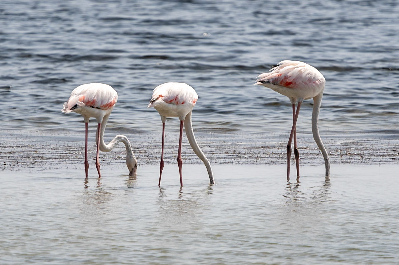 Greater Flamingoes, Wadi Ashawq, Salalah