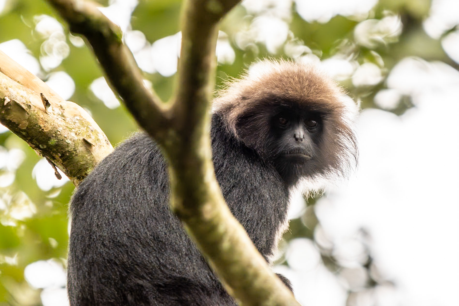 Nilgiri Langur, Thekkady, India