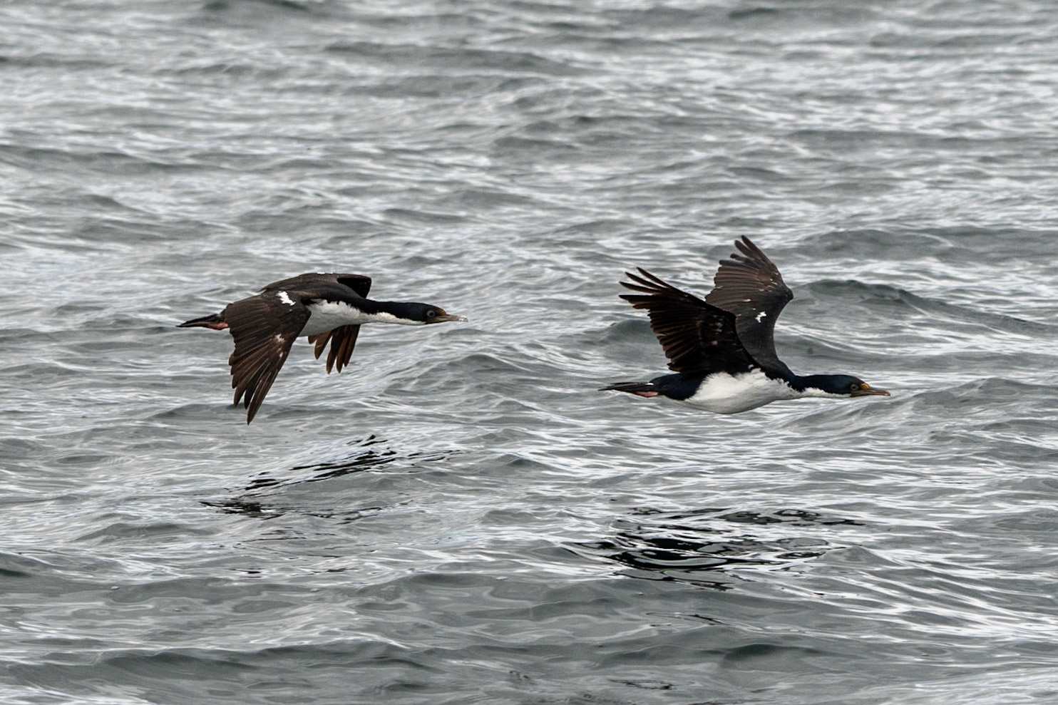 Imperial Cormorants, Beagle Channel, Ushuaia