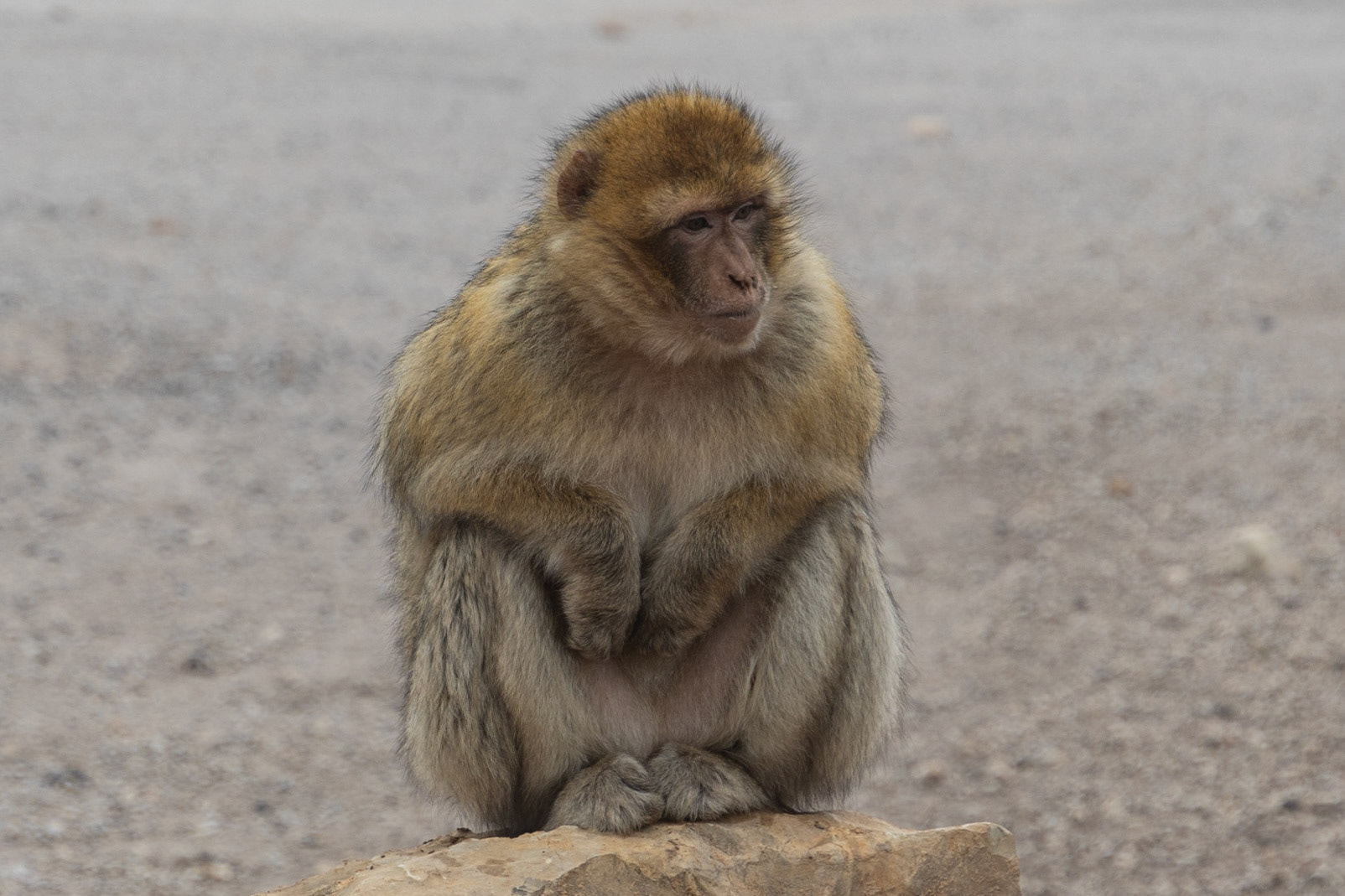 Barbary macaque, near Ifrane, Mid Atlas, Morocco