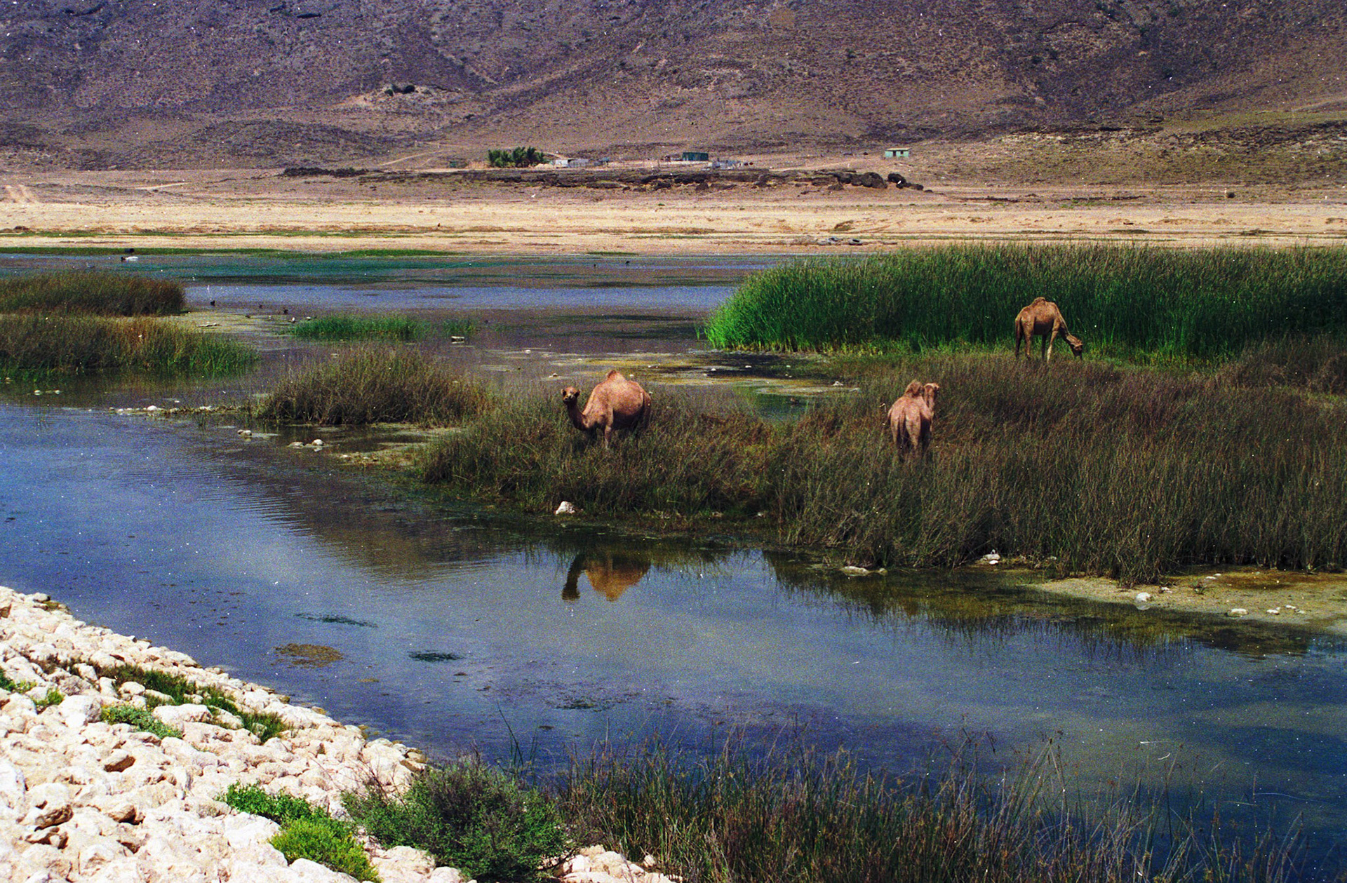 Camels on marsh, Salalah