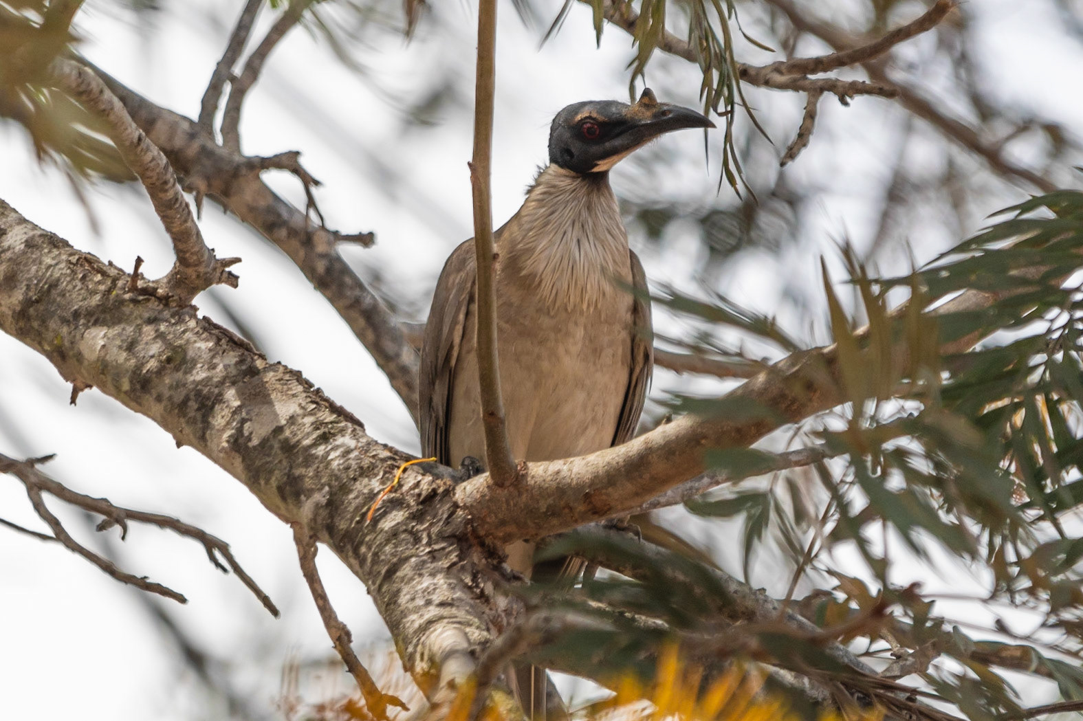 Noisy Friarbird, near Mareeba, Qld