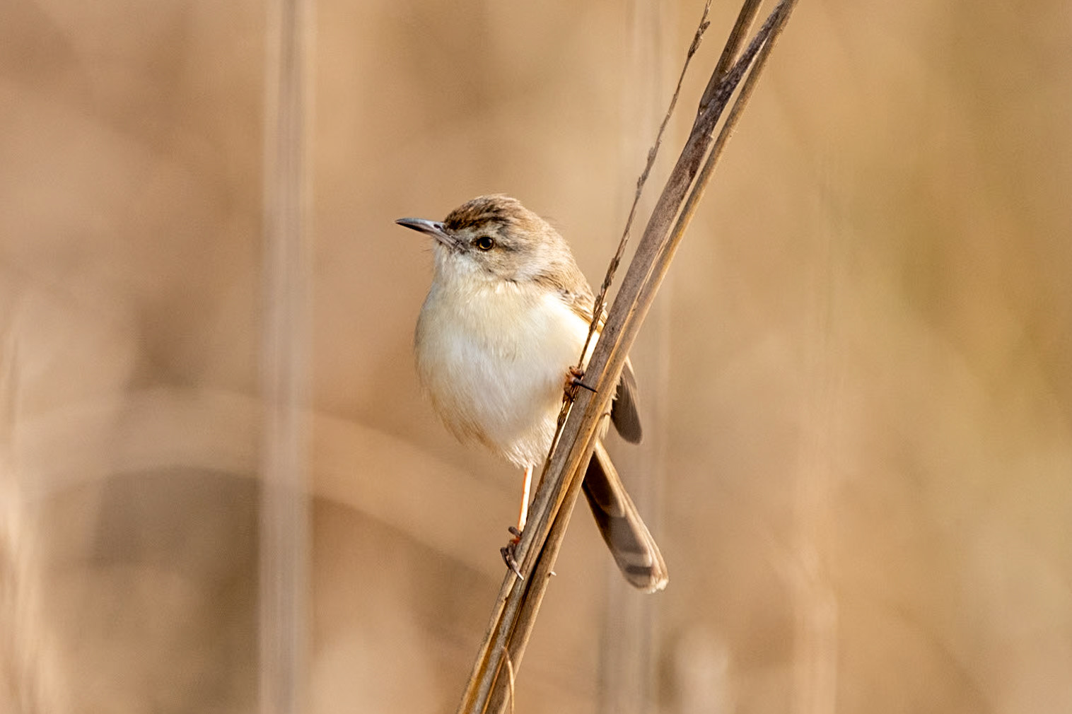 White-throated Bushchat (f), Bandhavgarh